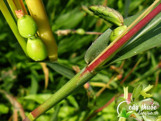 Ý dĩ rất dễ sơ chế